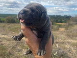 Chiots Cane Corso LOF à réserver