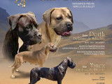 Chiots Cane Corso LOF à réserver