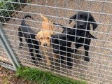 4 chiots Labradors LOF, de juin 2023, à réserver
