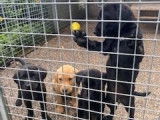 4 chiots Labradors LOF, de juin 2023, à réserver