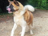 Une chienne Akita Américain LOF, de septembre 2021, à vendre