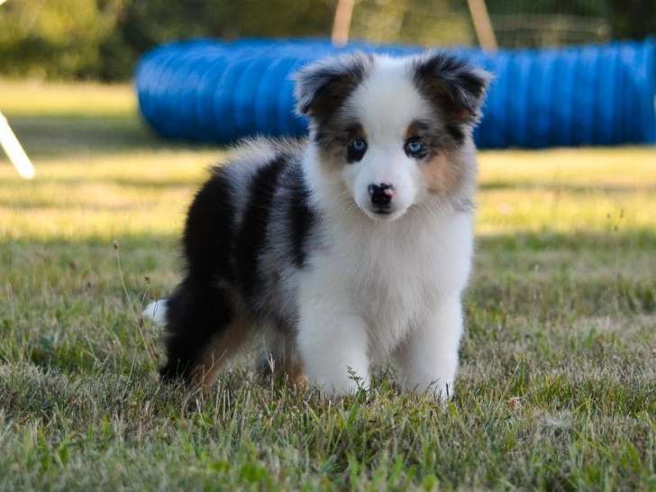 5 chiots Bergers Américains Miniatures LOF, de juin 2023, à vendre