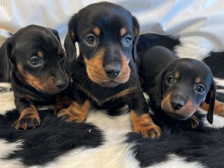 À réserver : deux chiots mâles Teckels Nains LOF, de juillet 2023