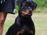 À vendre : un chiot femelle Rottweiler LOF, âgé de 7 mois