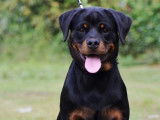 À vendre : un chiot femelle Rottweiler LOF, âgé de 7 mois