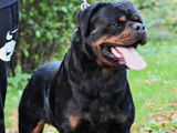 À vendre : un chiot femelle Rottweiler LOF, âgé de 7 mois