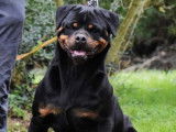 À vendre : un chiot femelle Rottweiler LOF, âgé de 7 mois