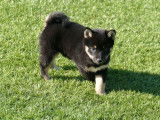 6 chiots Shiba Inus LOF, de juillet 2023, à réserver