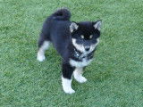 6 chiots Shiba Inus LOF, de juillet 2023, à réserver
