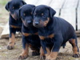 Superbe chiot Dobermann noir et feu LOF