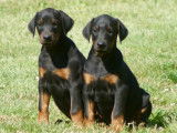 Superbe chiot Dobermann noir et feu LOF