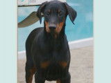 Superbe chiot Dobermann noir et feu LOF