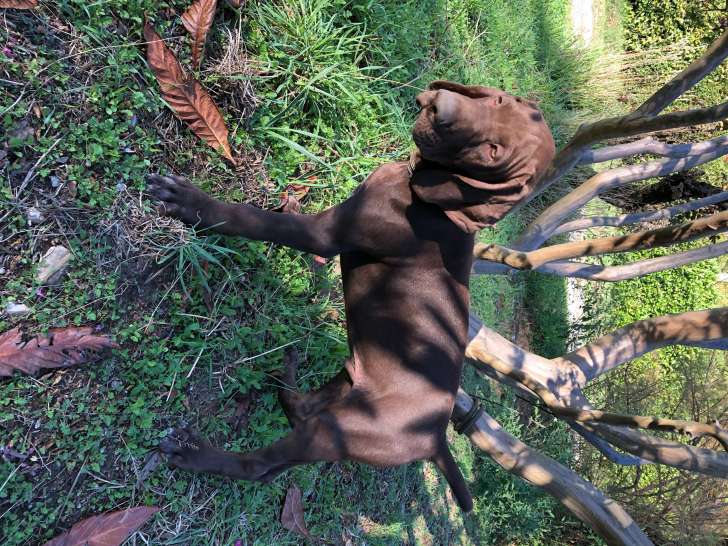 Chiots Braque Allemand LOF à vendre