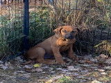 Chiots Rhodesian Ridgeback