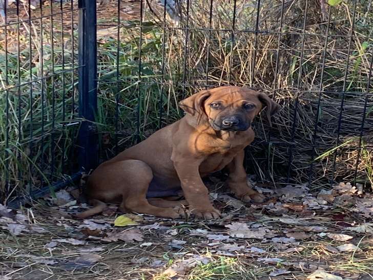 Chiots Rhodesian Ridgeback