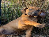 Chiots Rhodesian Ridgeback