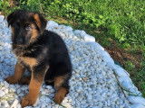 À acheter : deux chiots femelles Bergers Allemands LOF
