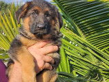 À acheter : deux chiots femelles Bergers Allemands LOF