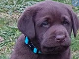 7 chiots Labradors LOF chocolat à la vente