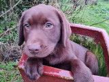 7 chiots Labradors LOF chocolat à la vente
