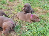 7 chiots Labradors LOF chocolat à la vente