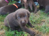 7 chiots Labradors LOF chocolat à la vente