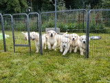 À vendre : 7 chiots Goldens Retriever de robe beige (LOF)