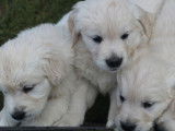 À vendre : 7 chiots Goldens Retriever de robe beige (LOF)
