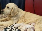 À vendre : 7 chiots Goldens Retriever de robe beige (LOF)
