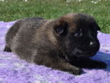 Réservation de chiots Bergers Belges Malinois au pelage fauve charbonné (LOF)