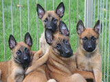 Vente de 5 chiots Bergers Belges Malinois fauve bringé mâles (LOF)