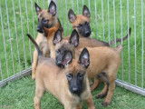 Vente de 5 chiots Bergers Belges Malinois fauve bringé mâles (LOF)