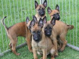 Vente de 5 chiots Bergers Belges Malinois fauve bringé mâles (LOF)