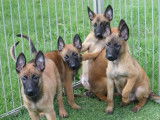 Vente de 5 chiots Bergers Belges Malinois fauve bringé mâles (LOF)