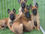 Vente de 5 chiots Bergers Belges Malinois fauve bringé mâles (LOF)