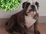 Bulldog Anglais femelle Fauve bringée LOF