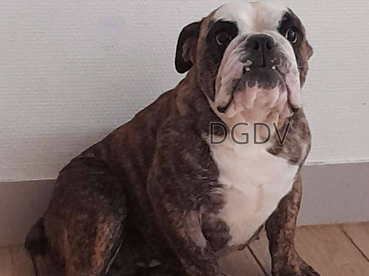 Bulldog Anglais femelle Fauve bringée LOF
