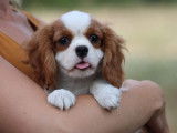 Vente de chiots Cavaliers King Charles blanc et feu (LOF)