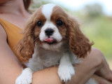 Vente de chiots Cavaliers King Charles blanc et feu (LOF)