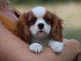 Vente de chiots Cavaliers King Charles blanc et feu (LOF)