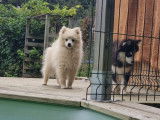 Trois chiots Spitz Japonais non LOF à la vente