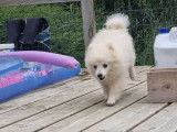 Trois chiots Spitz Japonais non LOF à la vente