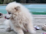 Trois chiots Spitz Japonais non LOF à la vente