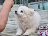 Trois chiots Spitz Japonais non LOF à la vente