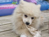 Trois chiots Spitz Japonais non LOF à la vente