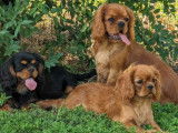 Des chiots Cavaliers King Charles &agrave; vendre LOF