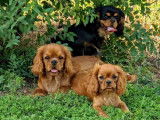 Des chiots Cavaliers King Charles &agrave; vendre LOF