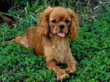 Des chiots Cavaliers King Charles &agrave; vendre LOF