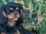 Des chiots Cavaliers King Charles &agrave; vendre LOF