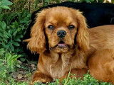 Des chiots Cavaliers King Charles &agrave; vendre LOF